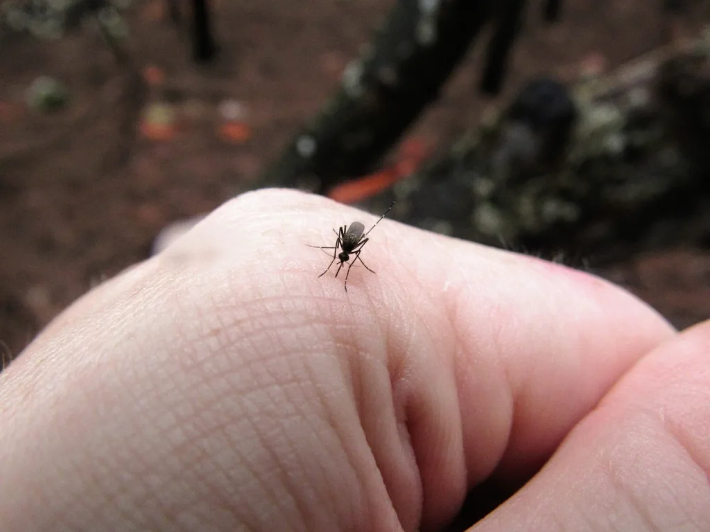 Mosquito on hand