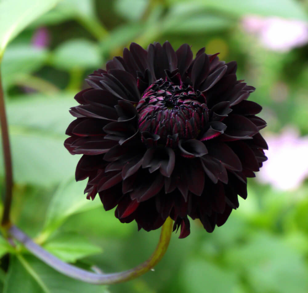 A so-called black dahlia.