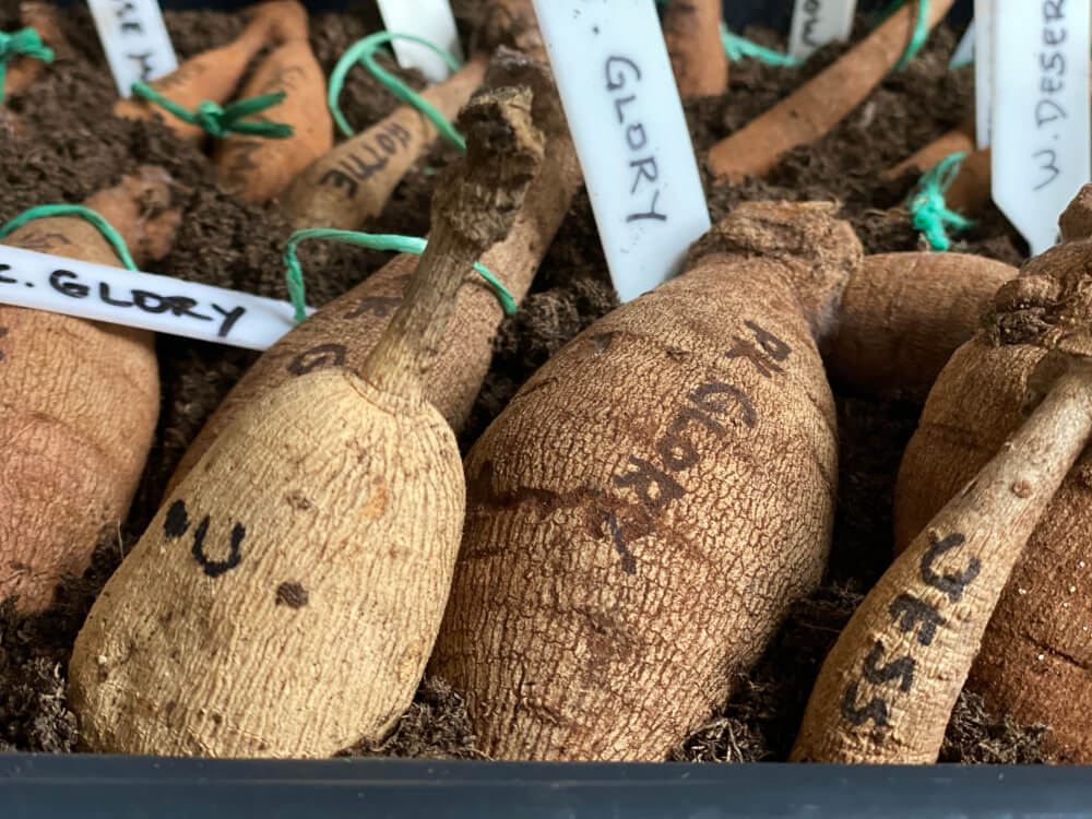 Dahlia tubers labeled and ready for overwintering.