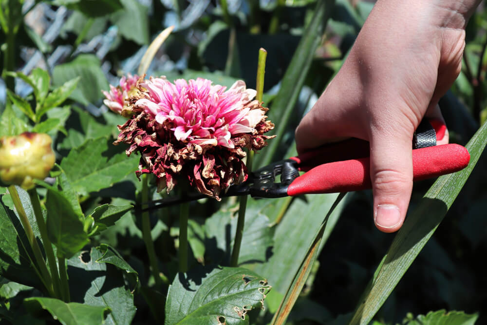 A male hand deadheading a withering pink dahlia with secateurs.