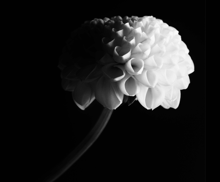 Black‑and‑white close‑up of a structured dahlia bloom, suggesting the sense of accomplishment that growing dahlias can offer, which is one of its many benefits.
