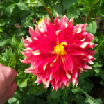 Dinner plate dahlia shown beside a man’s fist for scale.