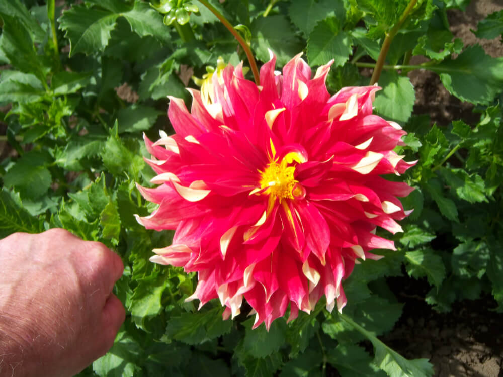 Dinner plate dahlia shown beside a man’s fist for scale, hinting at a sense of achievement, which is one of the benefits of growing dahlias.